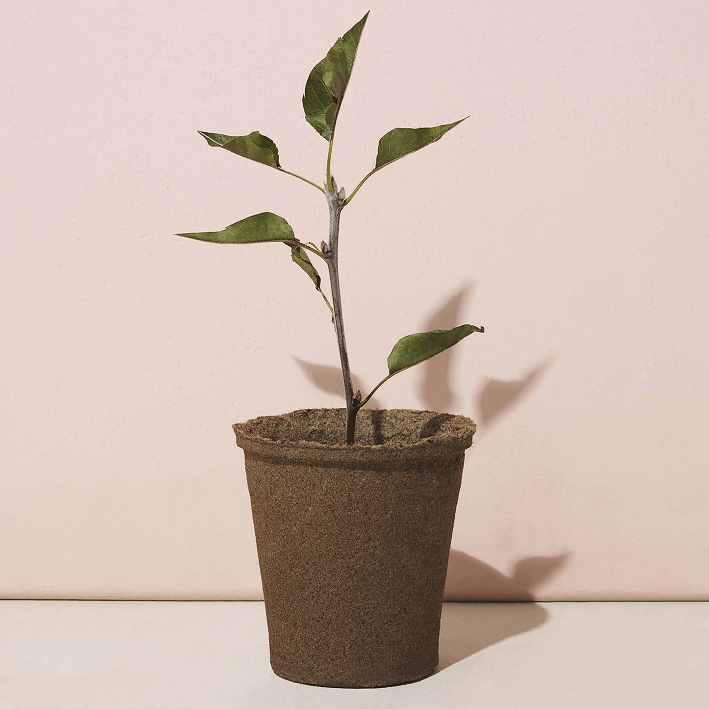 Modern Sprout - One-For One Tree Kit