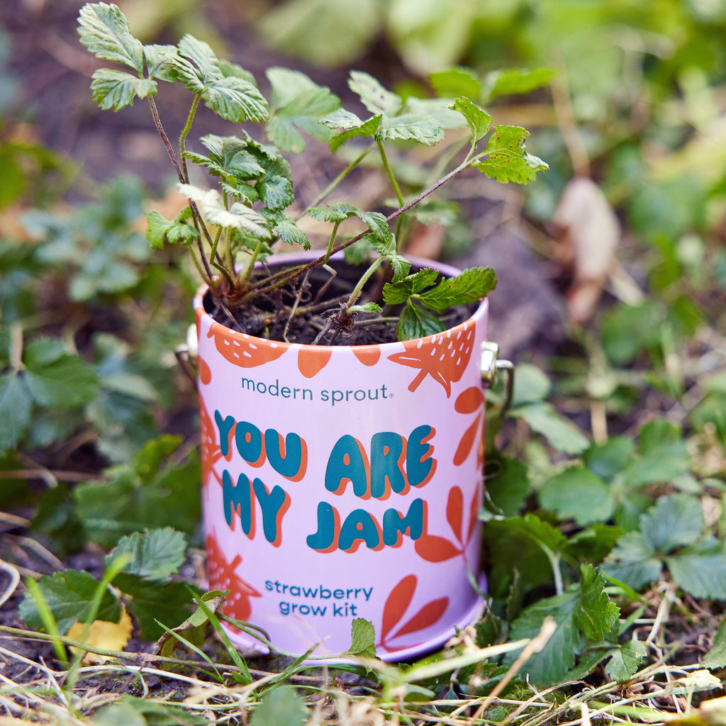Complimentary Color Grow Kits
