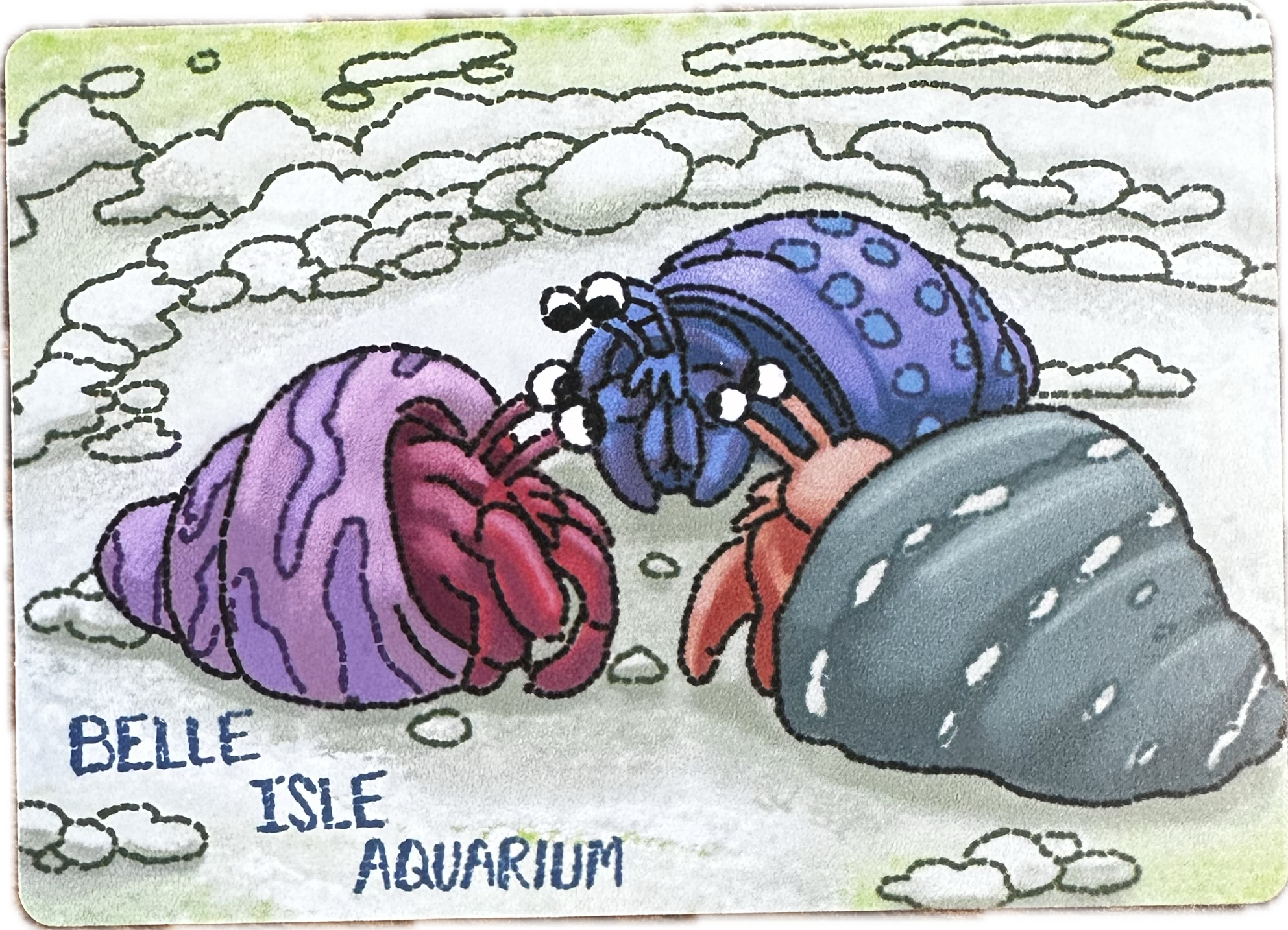 Hermit Crab Magnet