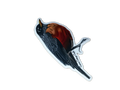 Robin Sticker