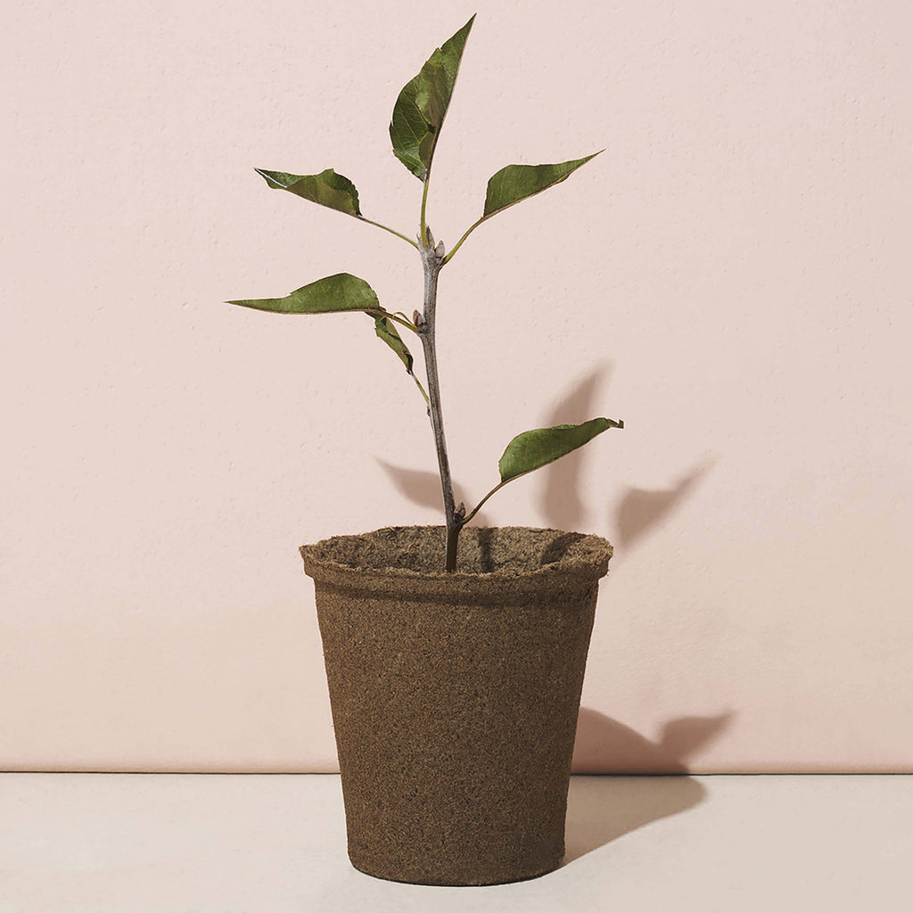 One-For One Tree Kit
